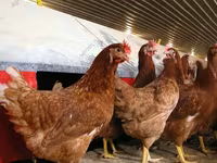 Chickens — تصویر 4