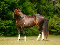گھوڑی, American paint horse — تصویر 3