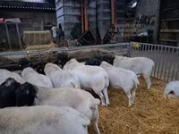 مینڈھا, Dorper sheep — تصویر 3