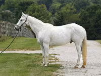 گھوڑا, National Show Horse — تصویر 2
