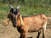 Billy Goat, Nubian Goat — photo 3
