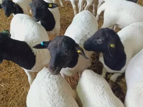 بھیڑ, Dorper sheep