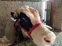 سانڈ, Russian Black pied cattle — تصویر 3