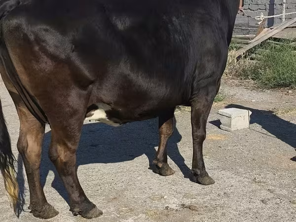გოლშტინური ჯიში