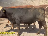 سانڈ, سرخ بیلاروسی گائے — تصویر 2