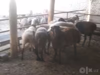 مینڈھا, Arabi sheep — تصویر 4