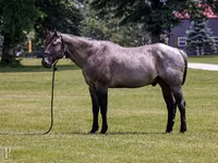 گھوڑا, Quarter Horse — تصویر 1
