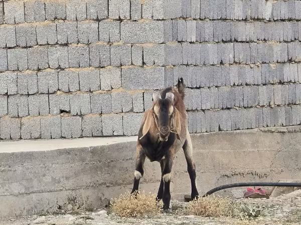 بکرا, Nubian Goat