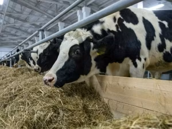 گائے, Russian Black pied cattle