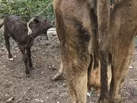 گائے, Simmental cattle — تصویر 4