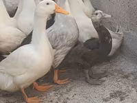 ڈومیسٹک مسکووی — تصویر 4