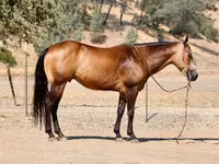 گھوڑا, Quarter Horse — تصویر 3