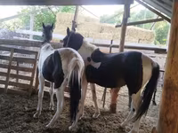 گھوڑا, French Trotter — تصویر 3