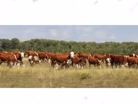 گائے, Simmental cattle — تصویر 8