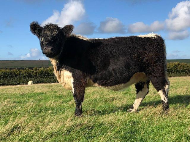 Mucca Galloway
