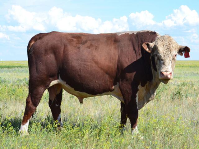 Mucca kazaka a testa bianca