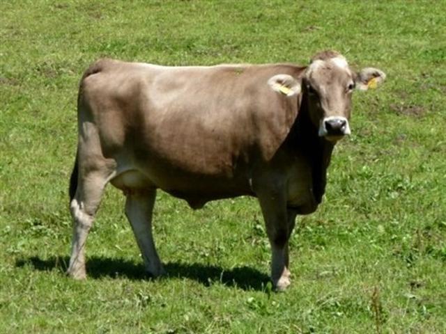 Mucca Kostromska