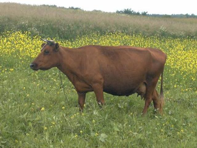 Mucca rossa lituana