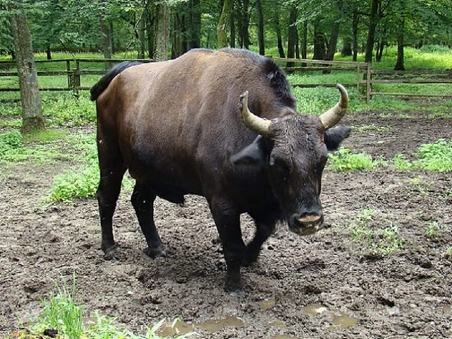 Giubroni