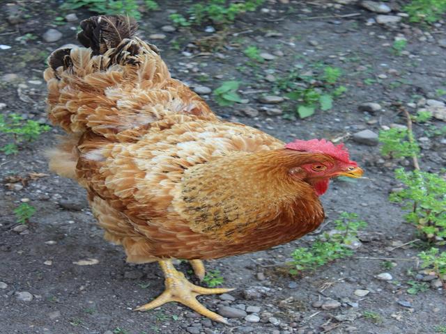 New Hampshire Rot