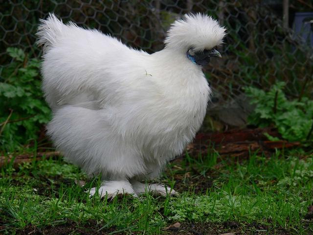سیلکی