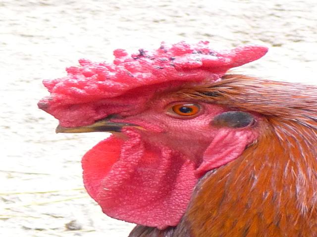 ڈربی شائر ریڈکیپ
