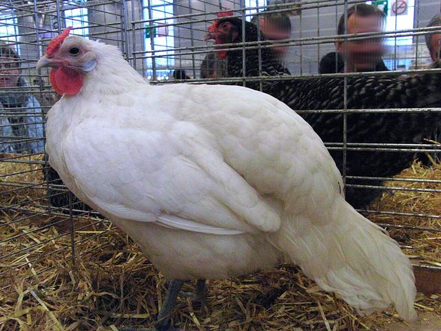الزاسیئن