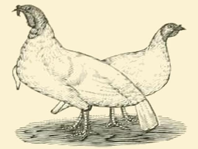 وائٹ ہالینڈ