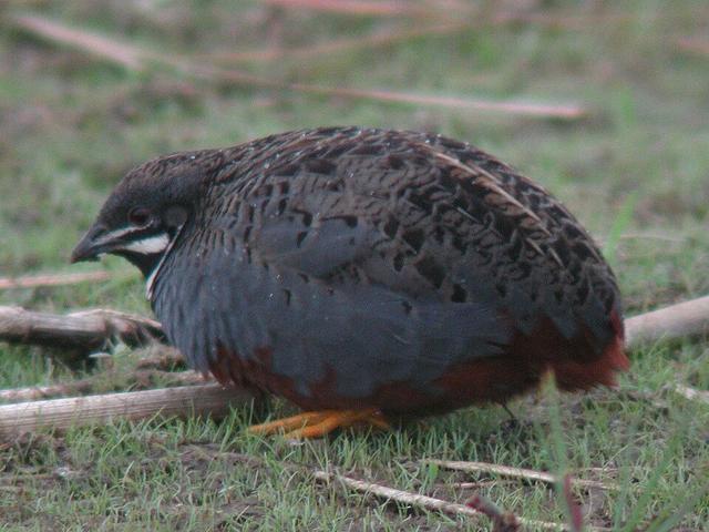 キングクイール
