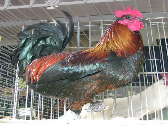 دینزلی