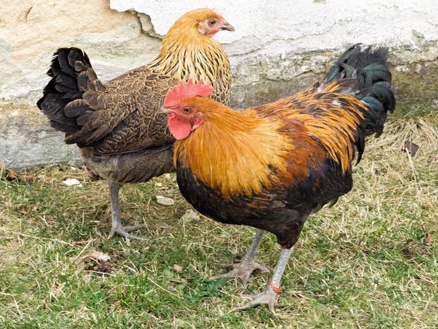چیک گولڈ برِنڈلڈ ہین