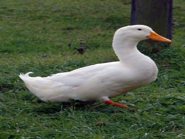 امریکن پیکن