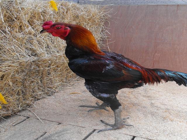آسٹریلین گیم