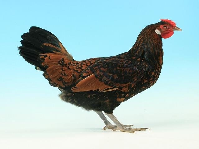 Old English Fasanenhuhn