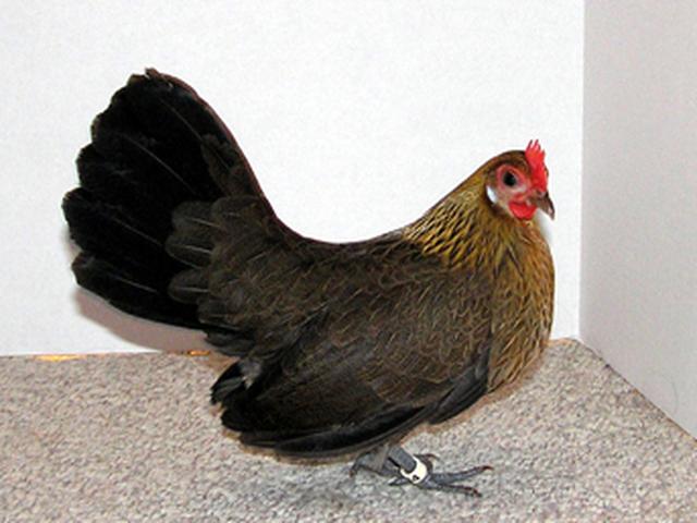ڈچ بینٹم