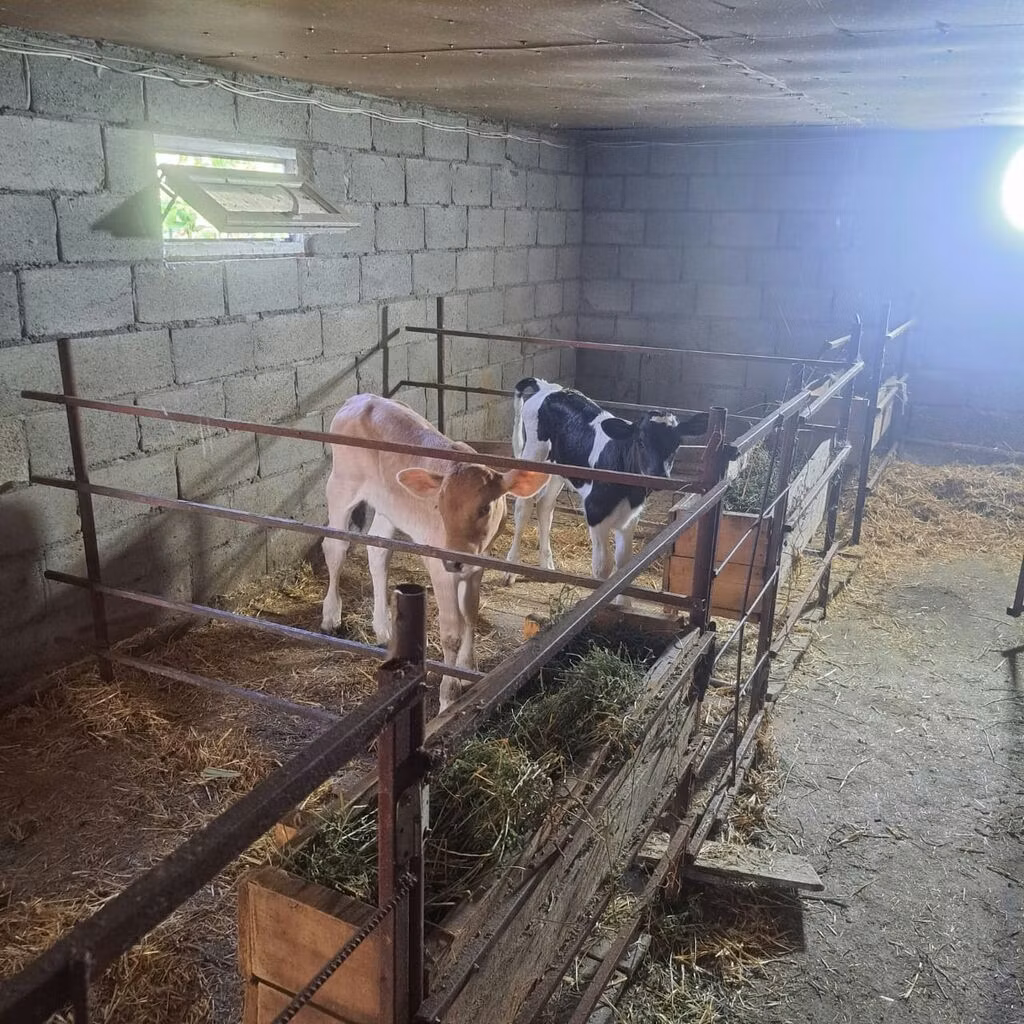 Holstein-race