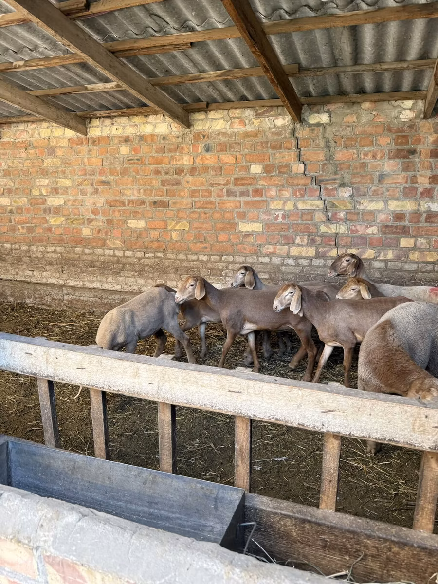 Hissar sheep