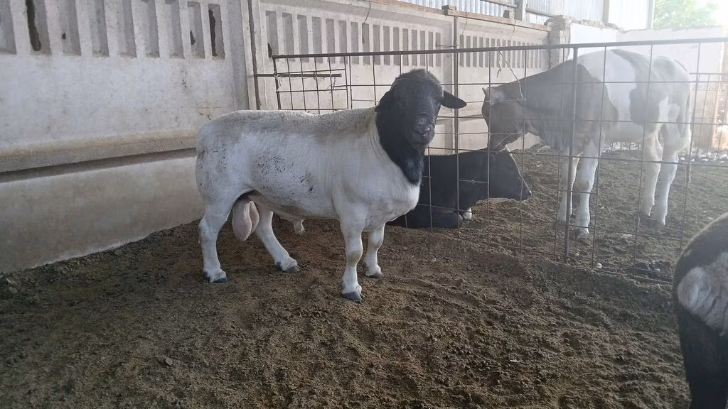 Dorper sheep