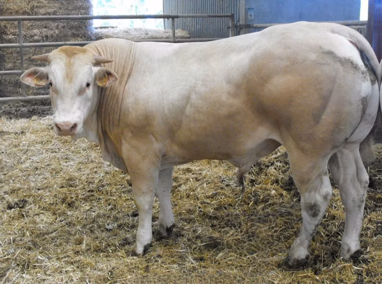 Blonde d’Aquitane cattle