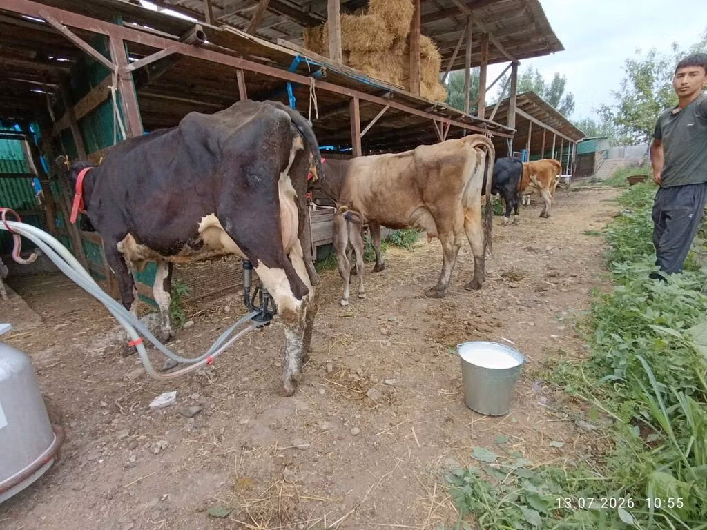 Alatau breed