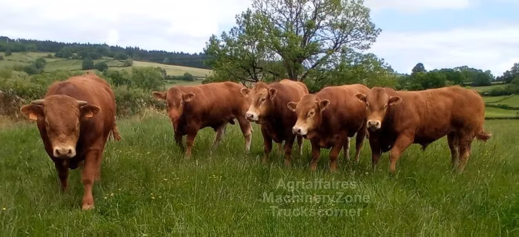 Vache limousine