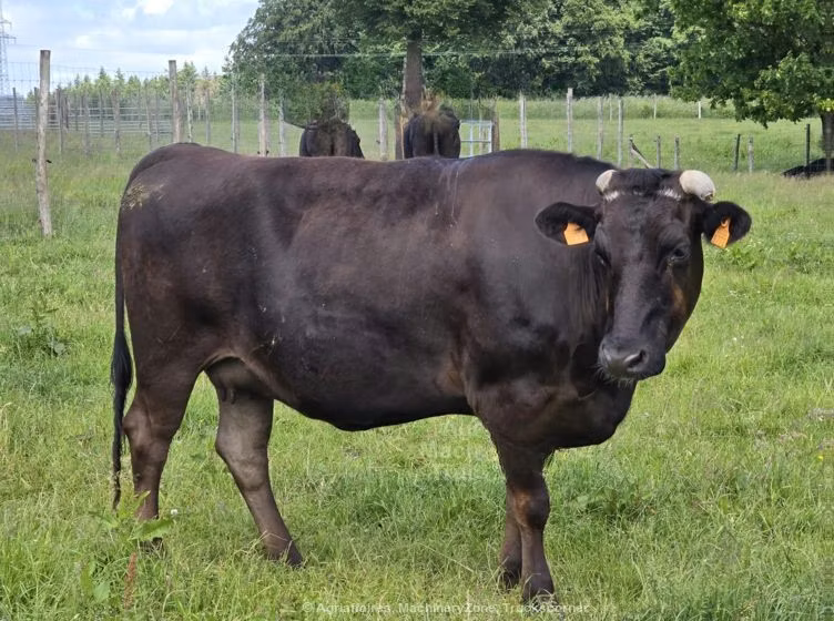 Wagyu