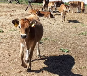 جرسی نسل