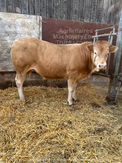 Blonde d’Aquitane cattle