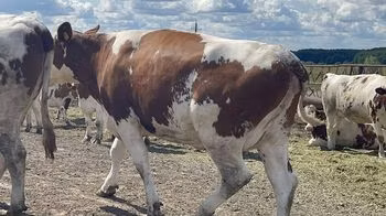 Holstein-Rasse