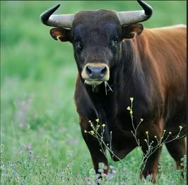 Aberdeen Angus