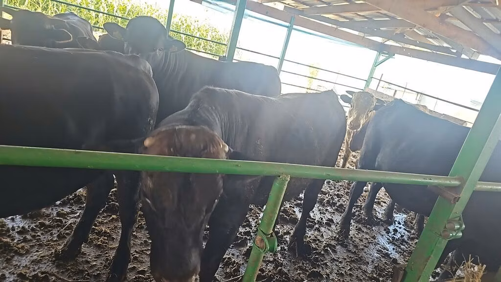 Aberdeen Angus