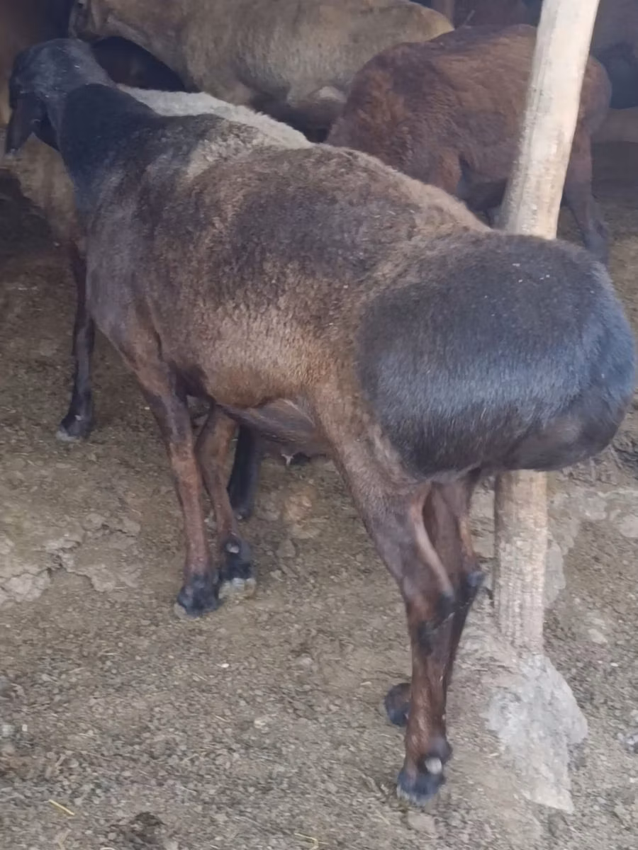 Hissar sheep