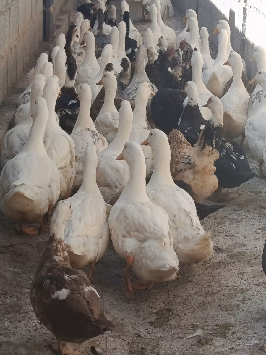 ڈومیسٹک مسکووی
