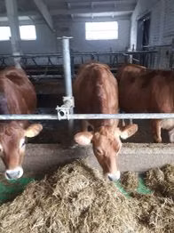 جرسی نسل